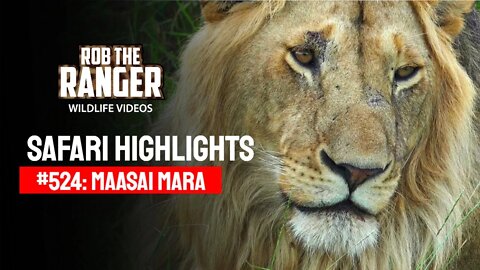 Safari Highlights #524: 12 & 13 June 2019 | Maasai Mara/Zebra Plains | Latest Wildlife Sightings