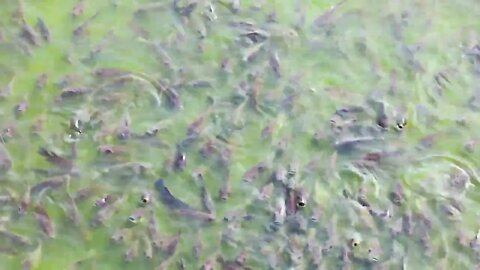 Fish Feeding in Hindu temple