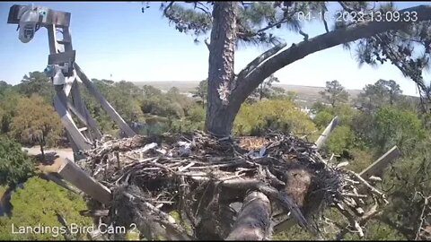 Osprey Lands On Branch & Circles Nest 🦉 4/10/22 13:09