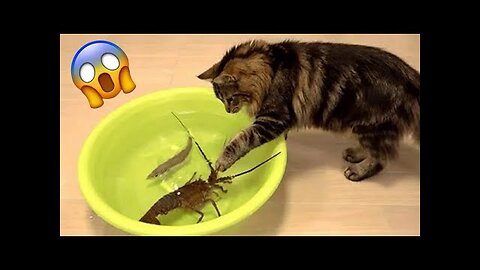 Funny Animal Videos 2023 😂 - Funniest Cats And Dogs Video 😺😍