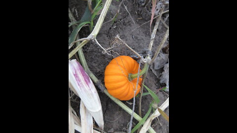 Little Bit Of Love Orange Gourd September 2021