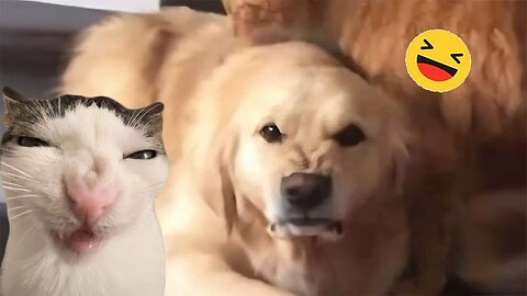 Funny Dogs And Cats Videos 2024 😅 - Best Funniest Animal Videos Of The week