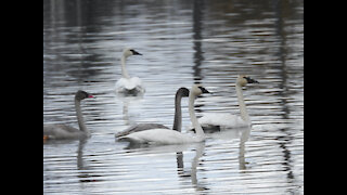 In Search Of Swans