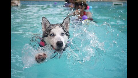 Teaching My Dogs How To Swim