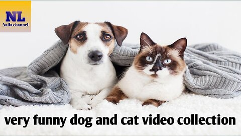 very funny dog ​​and cat video collection