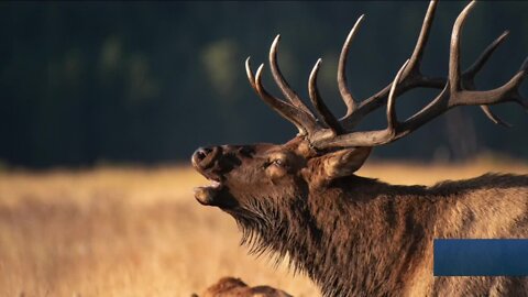 Denver7 Mornings team tries to bugle as we welcome back Elk Fest in Estes Park