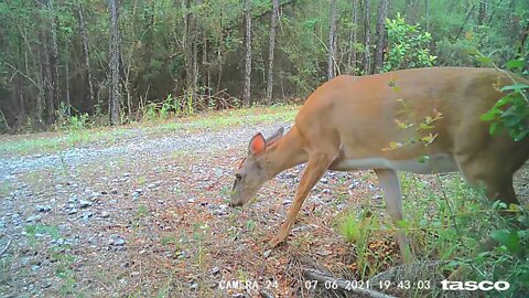 Deer management techniques and tactics