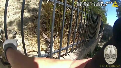 Baby deer bleating in distress while trapped in fence rescued by police officer