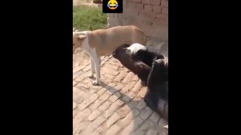 Dog is feeding Cow🤣🤣🤣