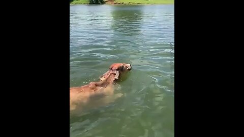 Friends Rescue Cow From Lake hd