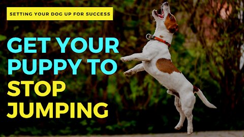 Get your puppy to STOP jumping ►► TEACH OUT OF CONTROL DOG SOME MANNERS