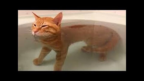 Funny Cat Video 5