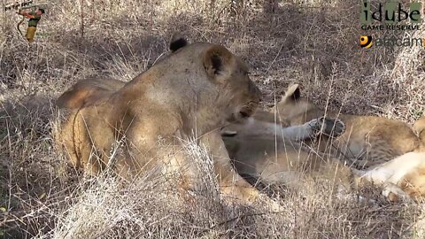 Daughters Of The Mapogo Lions - Rebuilding The Othawa Pride - 15: Relaxing In The Grass