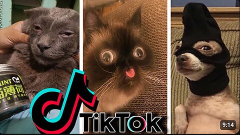 Funniest TikTok Dogs and Cats That Will Make You LOL