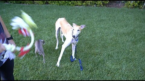 Meet Bunny Our Rescue Greyhound