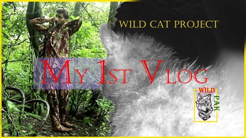 My First VLOG | wild cat project #vlog #wildcat