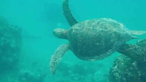 Hypnotize yourself with this 8 hr Underwater sound and beautiful images of Marine Life