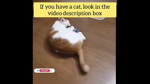 cute cat videos 😹 funny videos 😂128