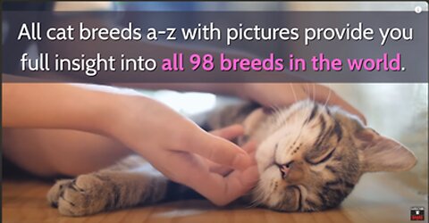 All Cat Breeds A-Z With Pictures! (all 98 breeds in the world)