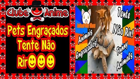 Animais Engraçados, Tente Não Rir | Vídeos de Pets Engraçados | Animais Engraçados Dublados | 2021