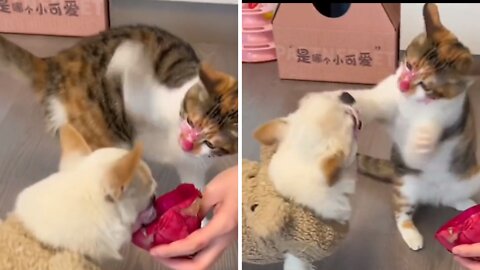 Kitty Cat and puppy battle over food