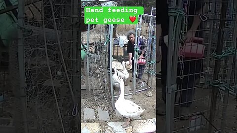 Hand feeding pet geese ❤️ #geese #pilgrimgeese