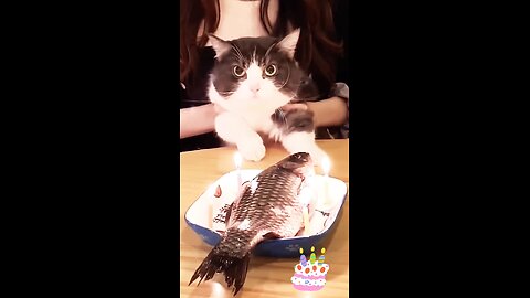 Cats Funny Birthday🎂🎂