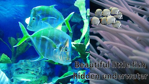 beautiful small fishes in the sea/Beautiful little fishes hidden underwater