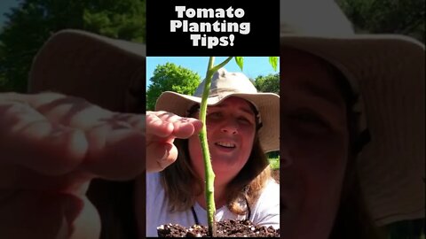 Tomato Tips