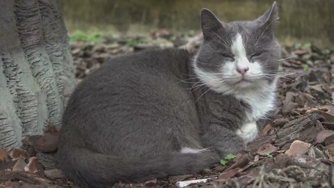 Felis silvestris lybica