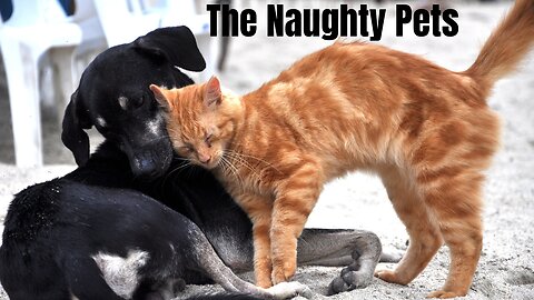 Funny Cats and Dogs | The Naughty Pets