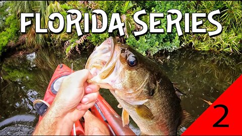 Ohio creek fisherman chases Florida Largemouth!