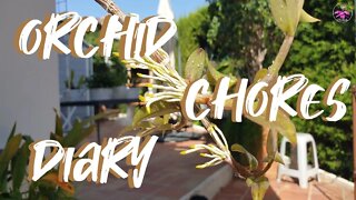 Dendrobium aphyllum keiki harvesting 🙌🏼 | Blooming Alley Orchid Blooms Spectacle 😍 #ninjaorchids