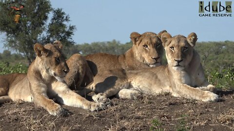 LIONS: Following The Pride, 79: Posing For One Last Picture?