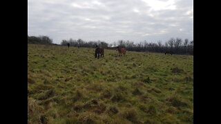 Wild ponies at Danebury hill . Ironage fort. GoPro