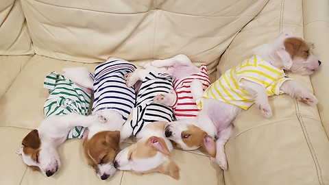 Puppies wearing pajamas take nap together