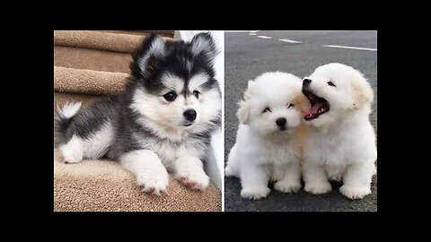 Cutest Baby Dog and Cat - Cute and Funny Dog Videos Compilation