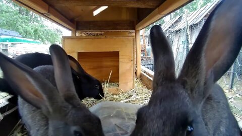 Young Rabbits in their hutch