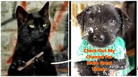 Funny pets - cats dogs animals, amazing original song