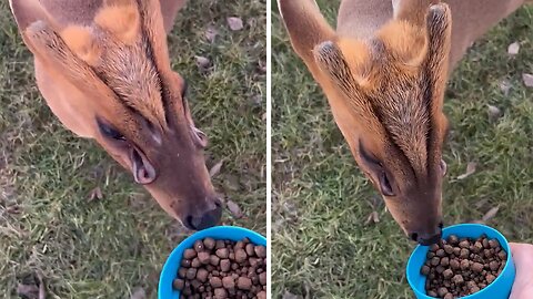 Biscuit The Alien Deer