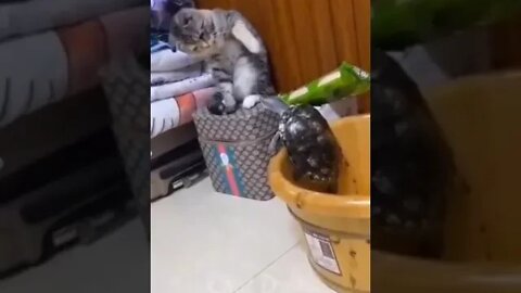 Cat vs turtle 🤣