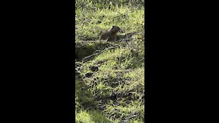 Ground Squirrel Up Close