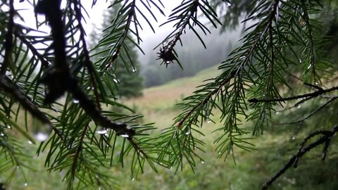 Samotna kobieta - Beata Antoniuk z tomiku W sidłach samotności