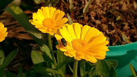 Flores en el jardín de la Tía, Uruguay (17/08/2023)