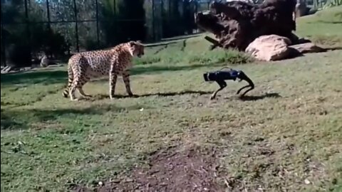 Satanic laughing at an animal fearing a diabolical robot