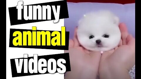 Baby Dogs 🐶 Cute and Funny Dog Videos Puppy Dogs Compilation