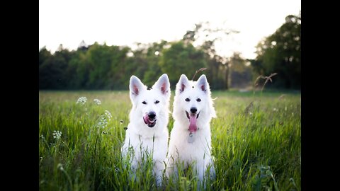 you guys play card games,but you're scaring me.#smart #cute #dogs