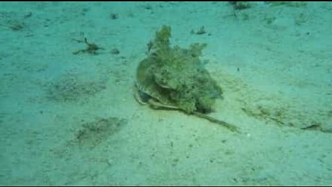 Crab disguised as jellyfish to avoid predators