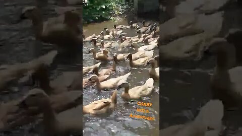 Corey Wild Wildlife Adventures 🦆🦆DUCK TSUNAMI!