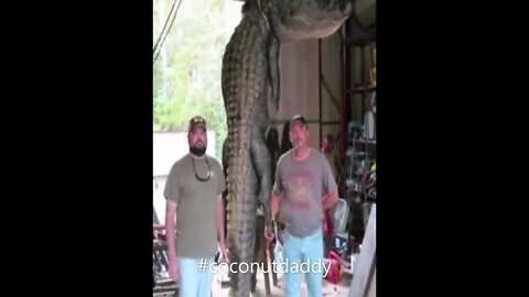 The Time a Caught Alligator Broke a record #shorts